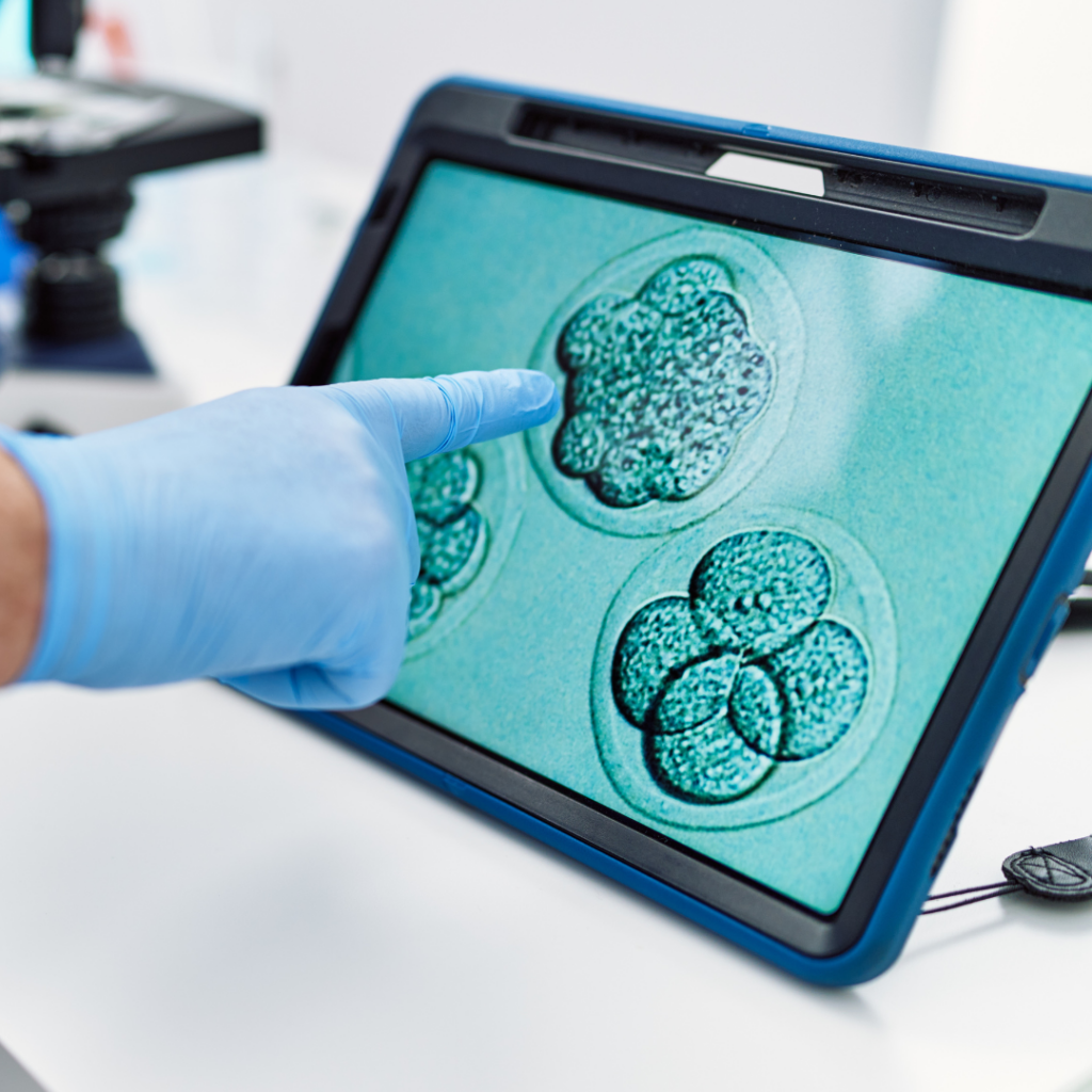 Embryotransfer – Auswahl der geeigneten Embryonen