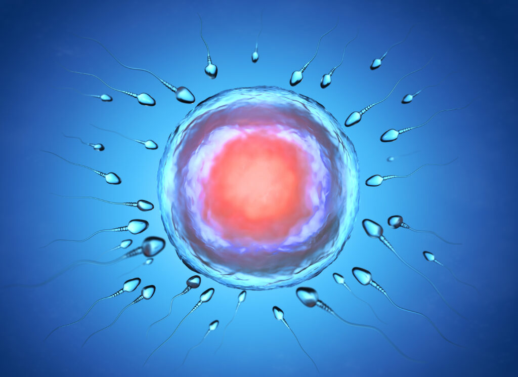 IVF im natürlichen Zyklus