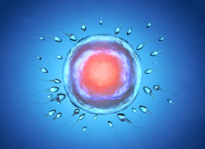 IVF im natürlichen Zyklus